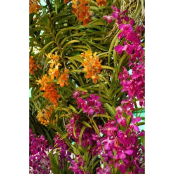 Fresh Orchids